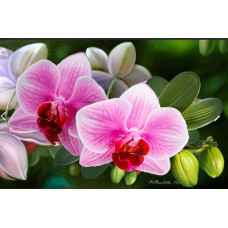 Алмазная мозаика 